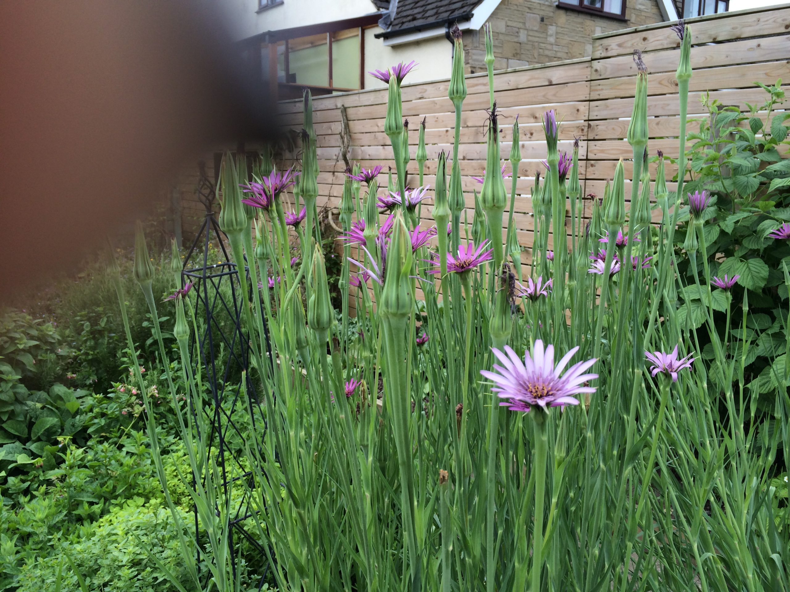 Botanical Printing & Dyeing Weekend Workshop 11th & 12th of July 2026 - Image 16