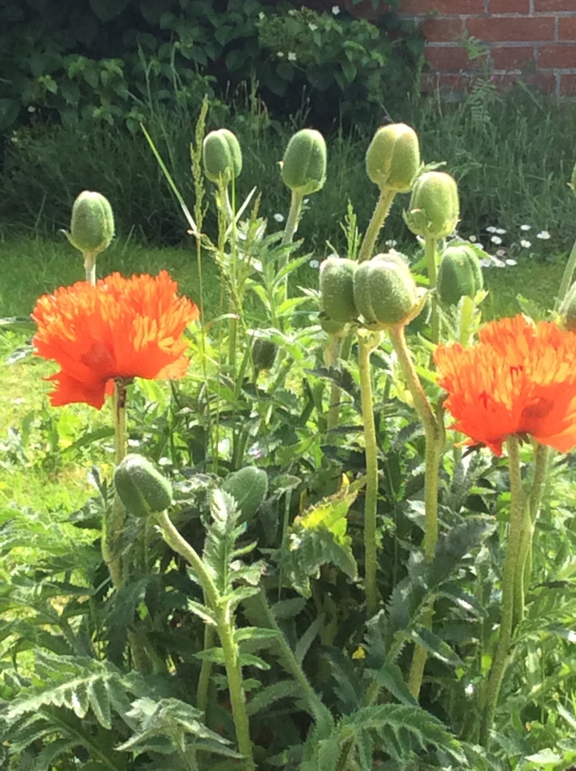 Botanical Printing & Dyeing Weekend Workshop 11th & 12th of July 2026 - Image 15