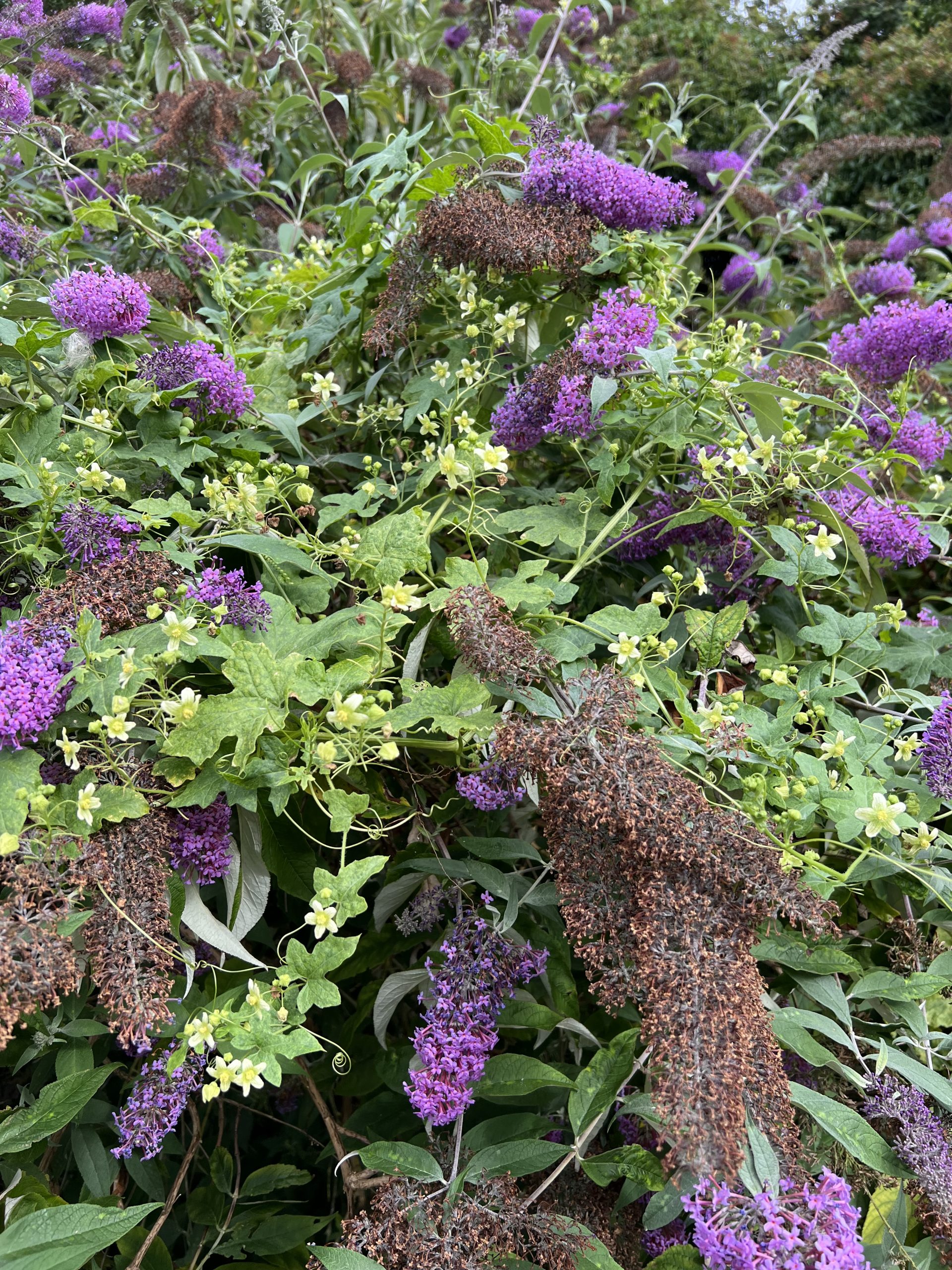 Botanical Printing & Dyeing Weekend Workshop 11th & 12th of July 2026 - Image 18